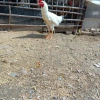 مرغ و خروس