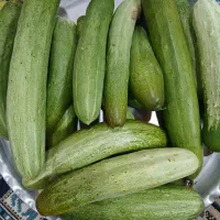 خیارمحلی‌