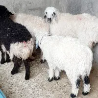 بره نره وماده شیری