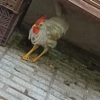 خروس