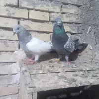 کبوتر انگلیس چشم سیاه