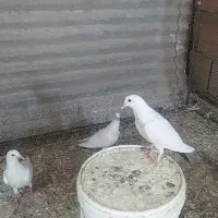 جوجه دمسیا دم زرد