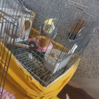 عروس هلندی گمشده