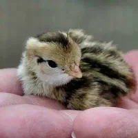 جوجه بلدرچین سه روزه