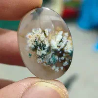 انگشتر شجر هفت رنگ