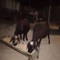 میش