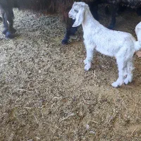 چپش ماده گوسفند