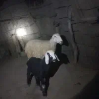 بز میش