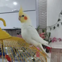عروس هلندی نر