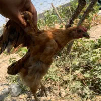جوجه مرغ و خروس