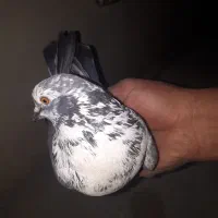 کبوتر پرشی