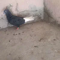 کبوتر سیاه دومسفید
