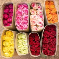 انواع رز هلندی بسته 20 شاخه