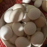 تخم مرغ محلی نطفه دار