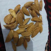 بادام شیرین کاغذی یا بادام اجیلی