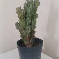 کاکتوس صخره ای