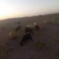 فروش 18راس چبش ودبر