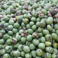 چیدن گردو و گردو تکانی با بیش از 15سال سابقه