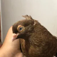 آبادانی  سرخ ماده
