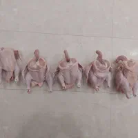 مرغ گوشتی غاز بوقلمون