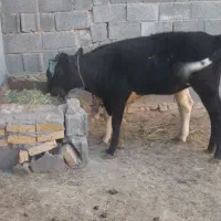 دوعددگوساله ماده