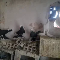 چهار عدد کبوتر