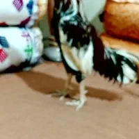 خروس