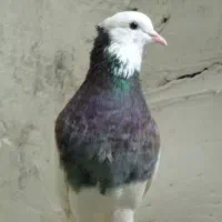 طوقی نر پرشی  مجسمه