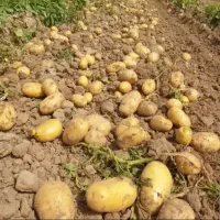 سیب زمینی آگریا بذری ۴۰۲