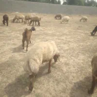 فروش دوبره یک ساله چاق چاق