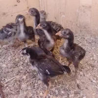 جوجه لاری