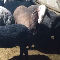 بره چاق سرکدار سبک قوچ میش