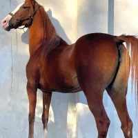 مادیان عرب