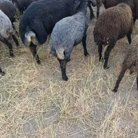 سلام،ی عددقوچ شال