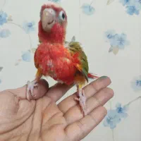 جوجه گرینچیک