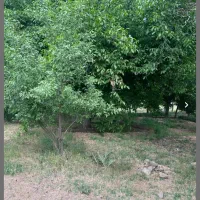 فروش-باغ-گردو-با-آب-وبرق-شخصی-تویسرکان