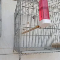 قناری ماده آماده