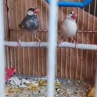 فنچ نرگسی