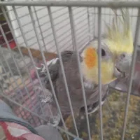 عروس هلندی جوجه