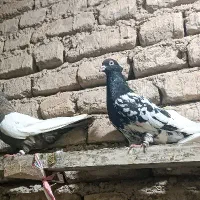 یه عدد سینه سیاه نر