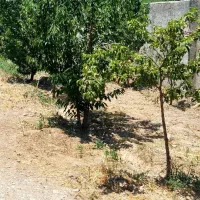 325-متر-چهارباغ-بوستان