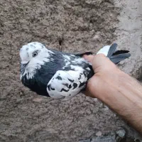 نرمست|پرنده|نسیم‌شهر, |دیوار