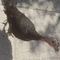 بوقلمون ماده