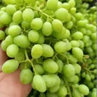 غوره عسگری