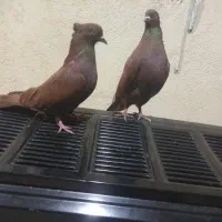 کفتر سرخ