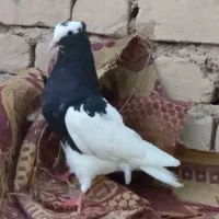 سفید پلاکی ماده