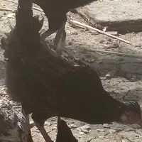 مرغ وخروس