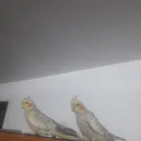 جوجه عروس هلندی 3ماهه. گل باقالی