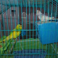 معارضه مرغ عشق با مرغ وخروس