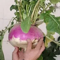 بذر شلغم دامی